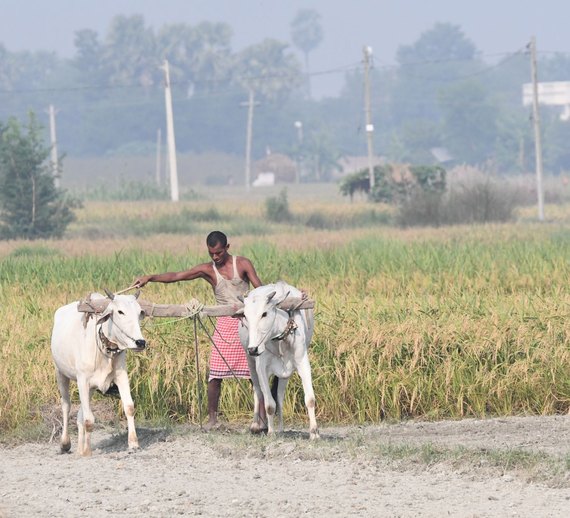 Traditional Ploughing