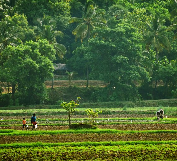 Terraced Cultivation