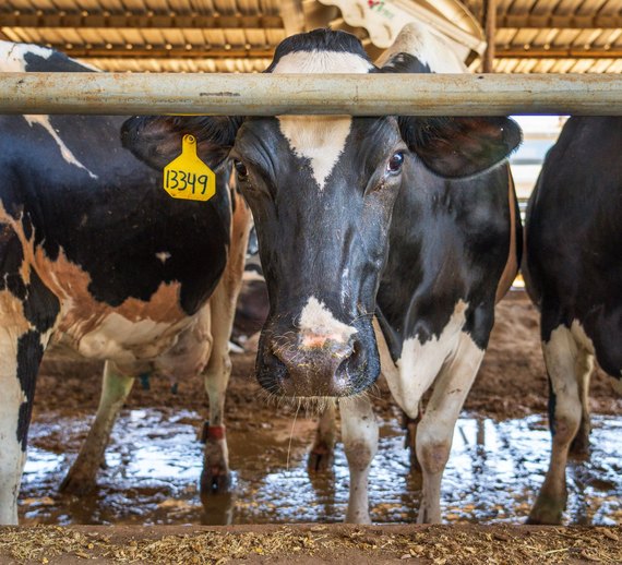Dairy Farming