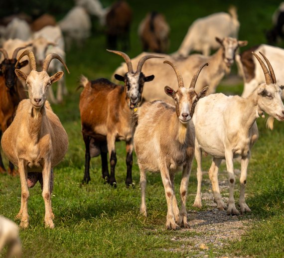 Goat Farming